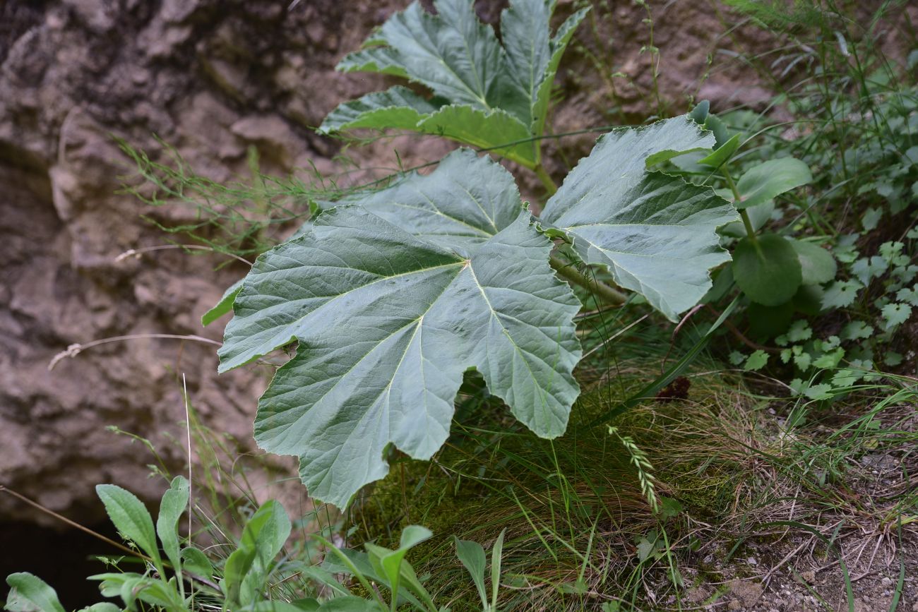Изображение особи род Heracleum.