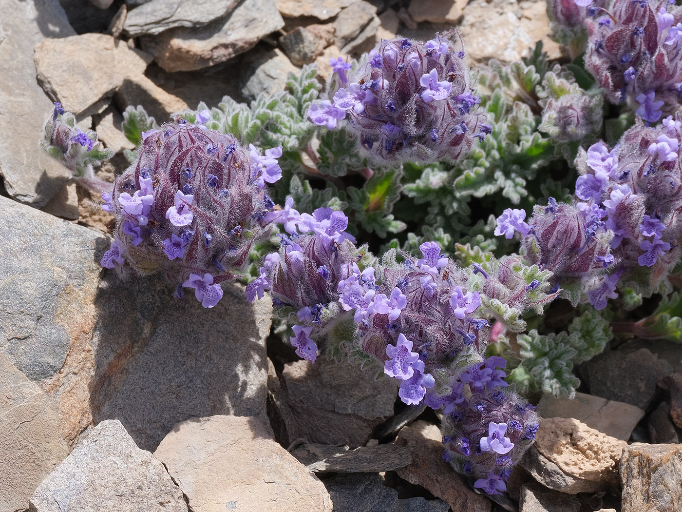 Image of Nepeta longibracteata specimen.