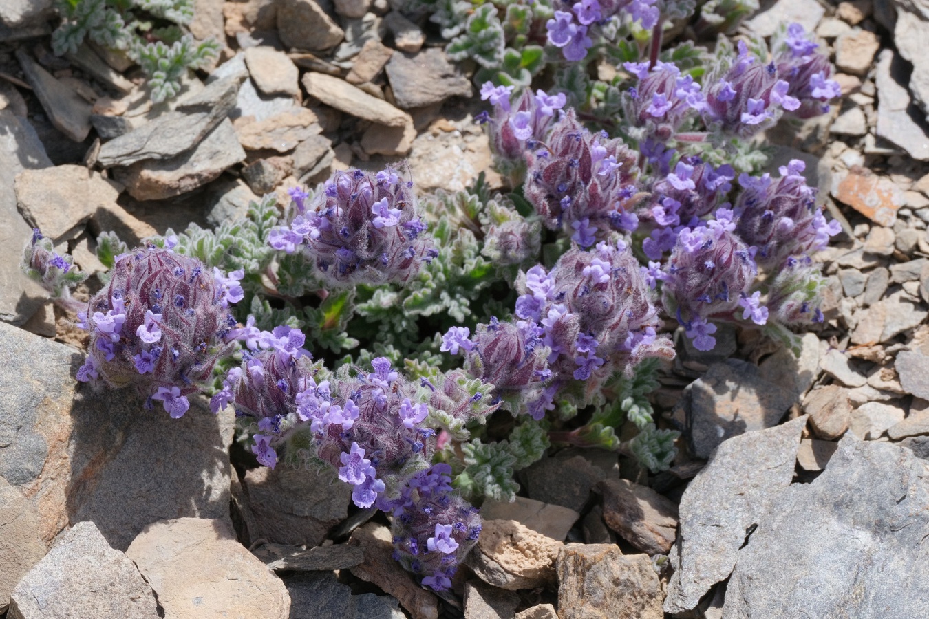 Изображение особи Nepeta longibracteata.
