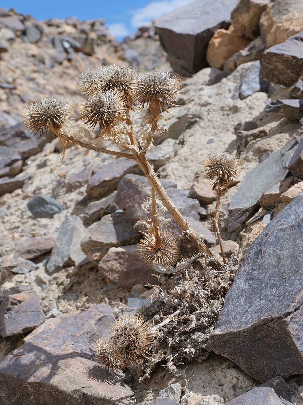 Image of Olgaea nivea specimen.