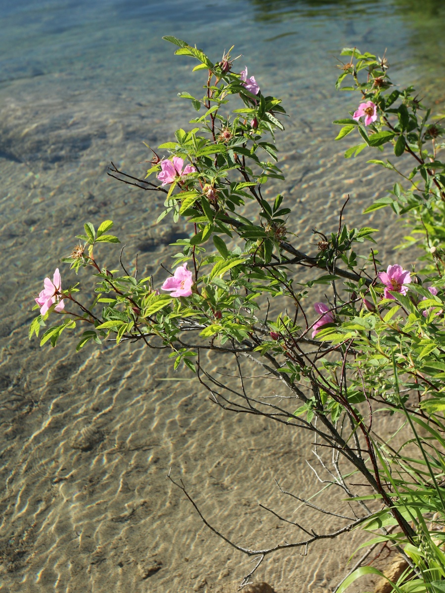 Изображение особи Rosa cinnamomea.