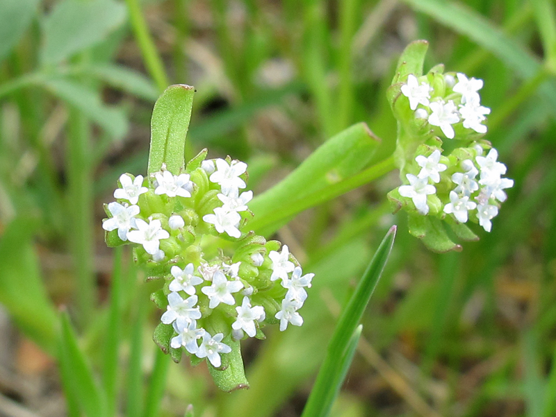 Изображение особи род Valerianella.