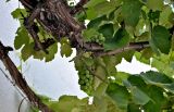 Vitis vinifera. Часть ветви с незрелыми плодами. Португалия, г. Лиссабон, в культуре. 15.06.2026.