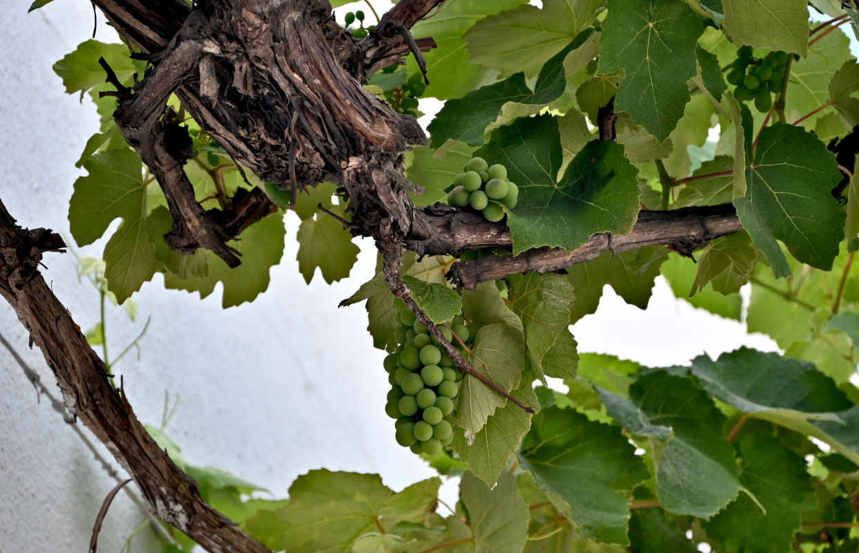 Изображение особи Vitis vinifera.