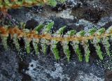 Dryopteris fragrans. Фрагмент вайи (вид на нижнюю поверхность с сорусами). Полярный Урал, верховья р. Большой Ханмей, на курумнике. 15.08.2026.