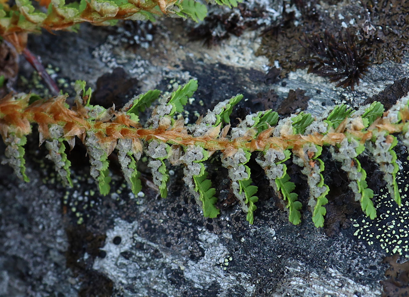 Image of Dryopteris fragrans specimen.