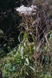 Senecio sarracenicus. Верхушка плодоносящего растения. Московская обл., Серпуховский р-н, вблизи дер. Злобино, берег пруда. 10.09.2026.