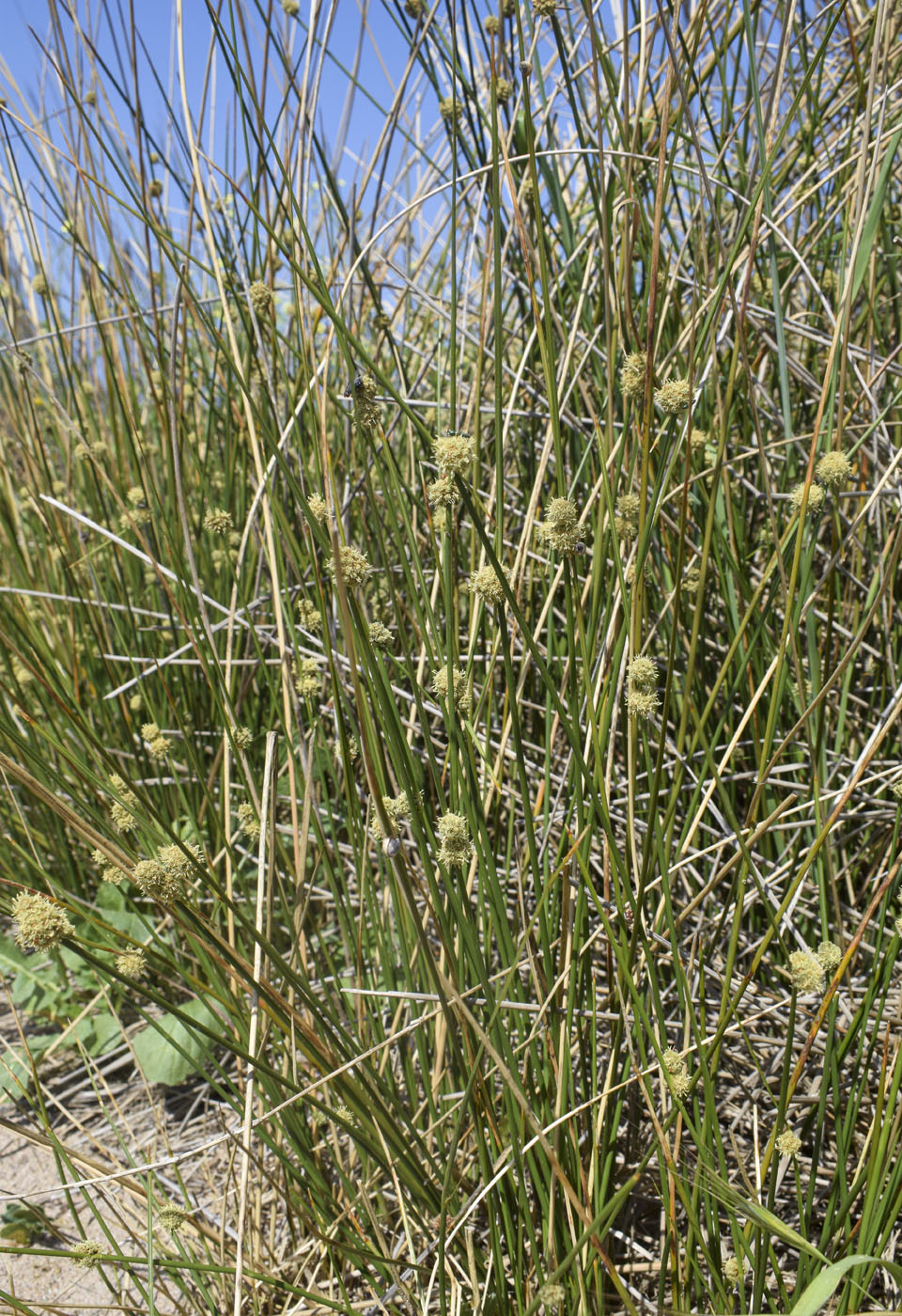 Image of Scirpoides holoschoenus specimen.