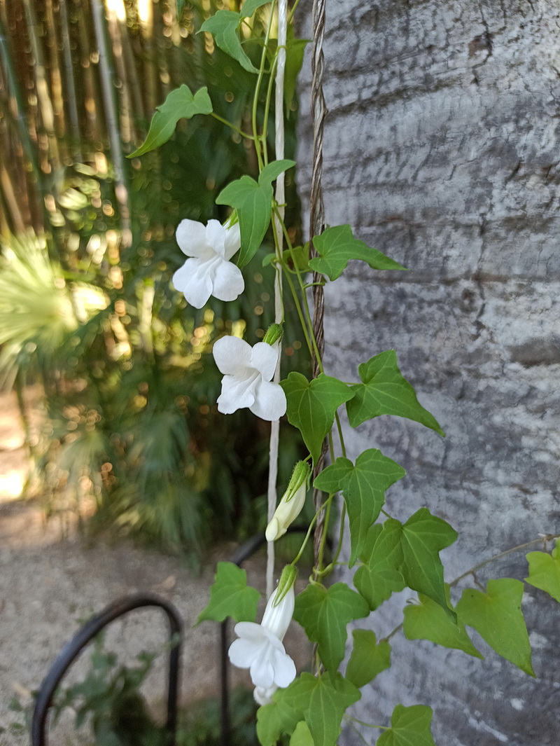 Image of Maurandya scandens specimen.