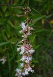 Abelia chinensis. Цветущий побег. Краснодарский край, г. Сочи, парк \"Дендрарий\". 17.08.2026.