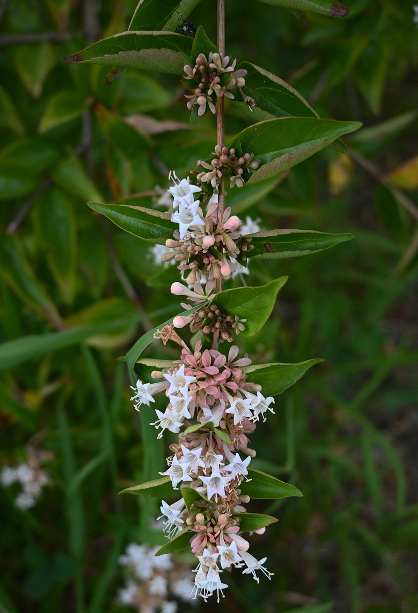 Image of Abelia chinensis specimen.
