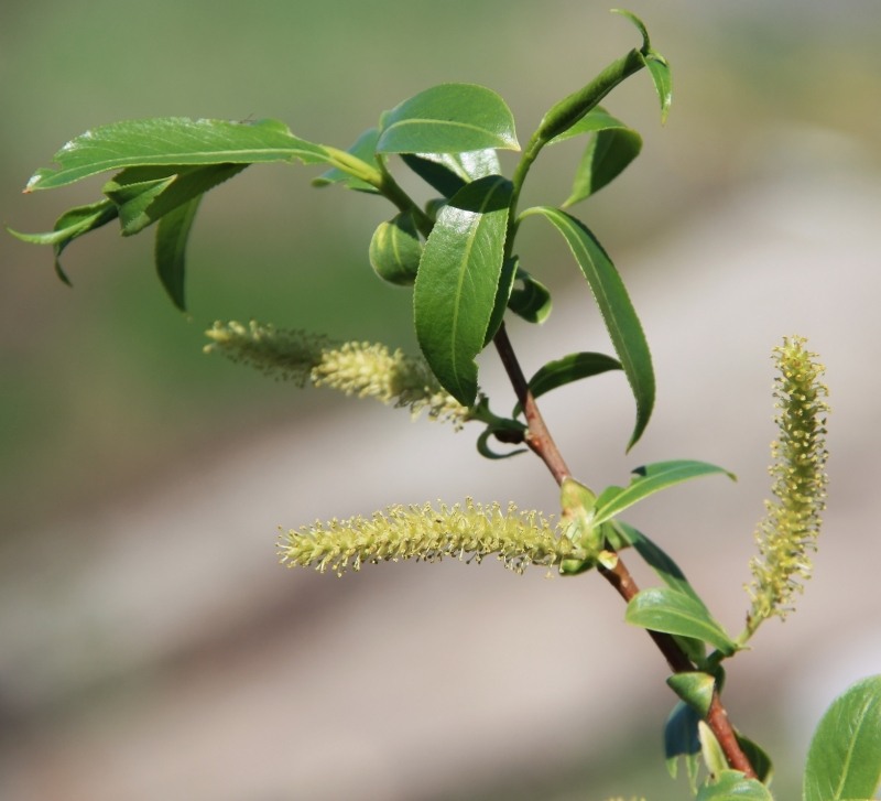 Image of Salix pentandra specimen.