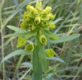 Euphorbia virgata