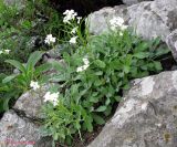 Arabis caucasica