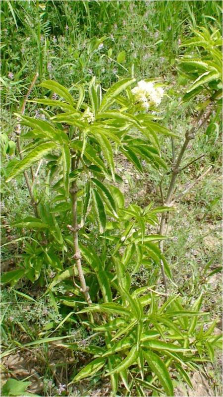 Image of Sambucus tigranii specimen.