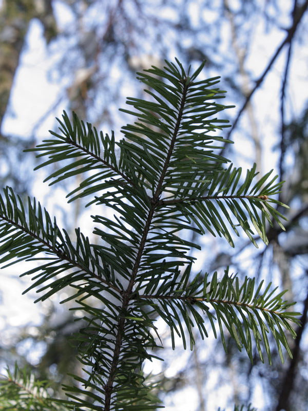 Изображение особи Abies sibirica.