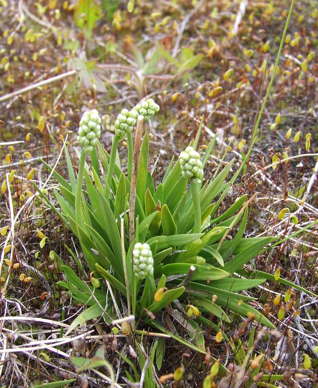 Изображение особи Tofieldia pusilla.