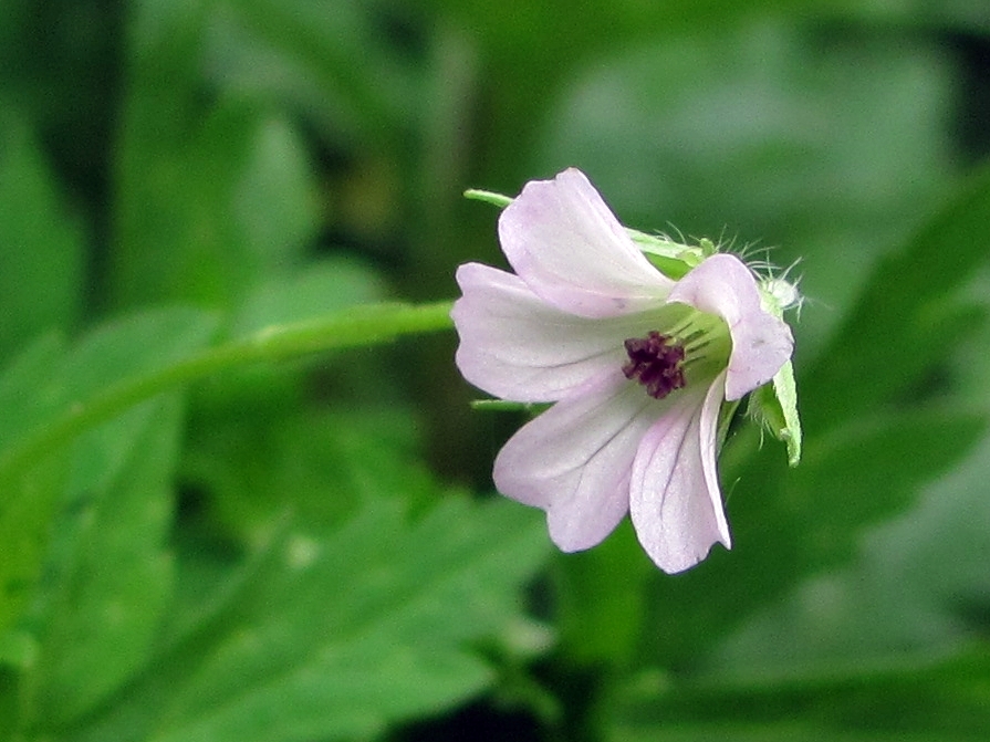 Изображение особи Geranium sibiricum.