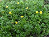 Potentilla anserina ssp. groenlandica