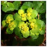 Chrysosplenium alternifolium