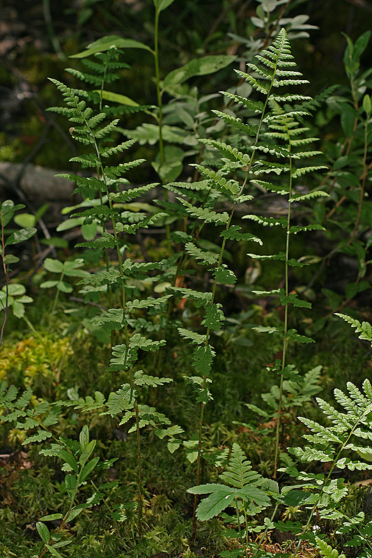 Изображение особи Dryopteris cristata.