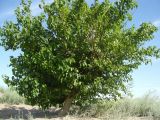 Morus alba. Плодоносящее дерево. Каракумы, Мервский оазис. Конец мая 2011 г.