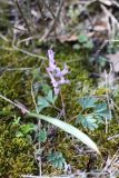 Corydalis paczoskii