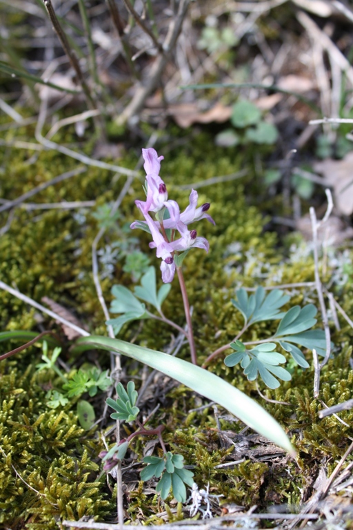 Image of Corydalis paczoskii specimen.