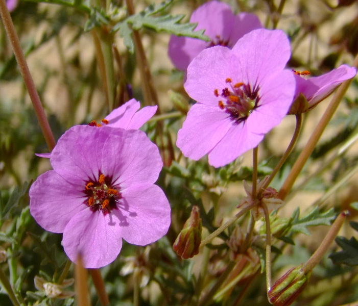 Image of Erodium crassifolium specimen.