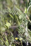 Astragalus schmalhausenii