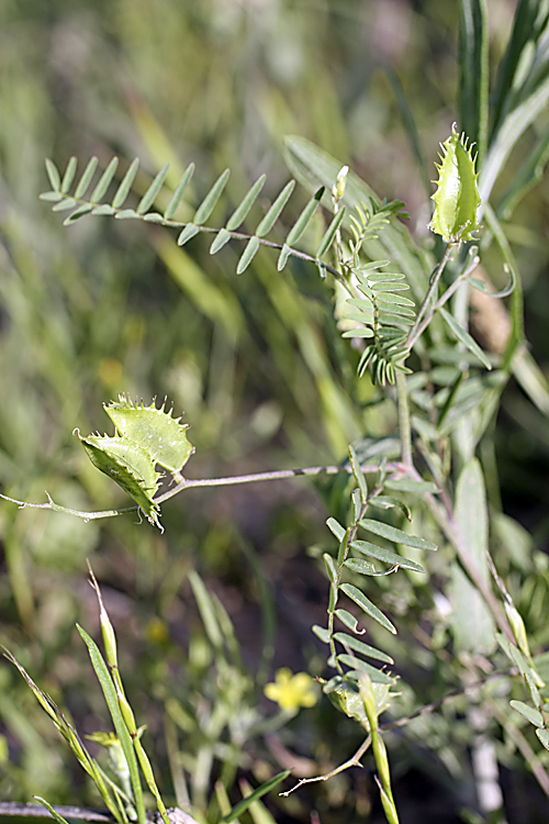 Image of Astragalus schmalhausenii specimen.