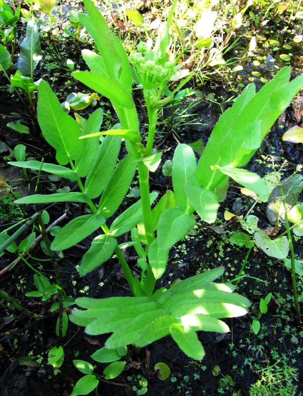 Image of Sium latifolium specimen.