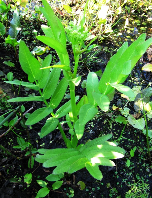 Изображение особи Sium latifolium.