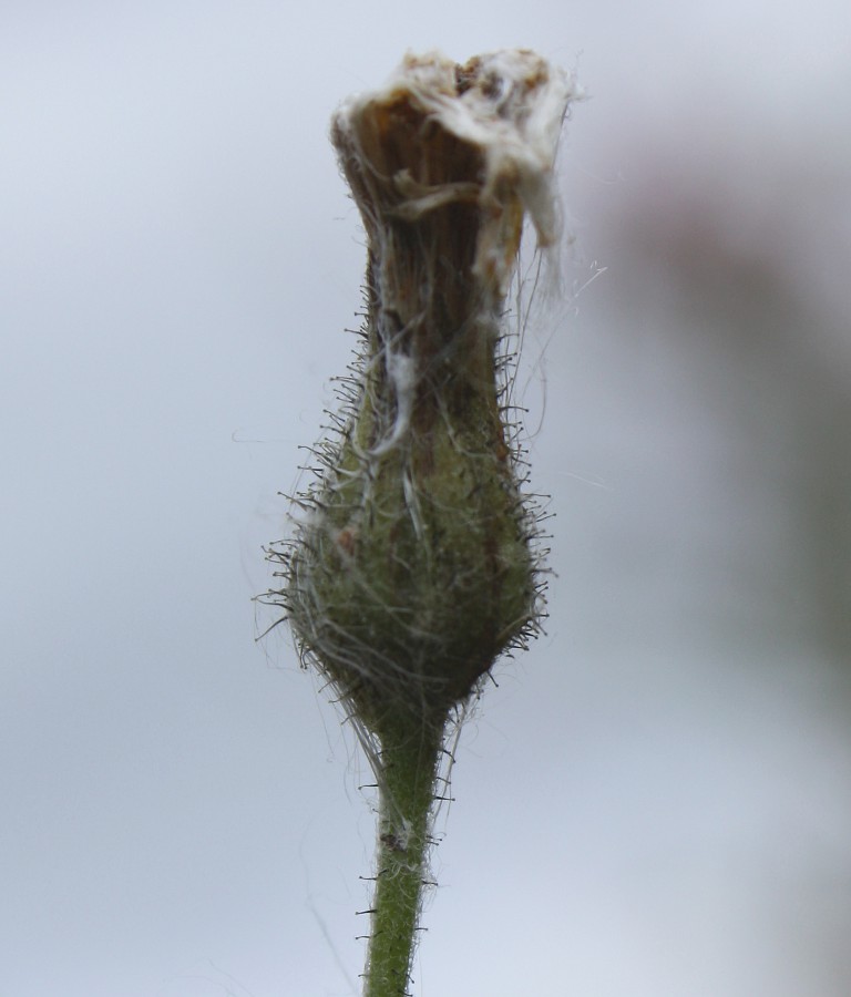 Изображение особи Hieracium subpellucidum.