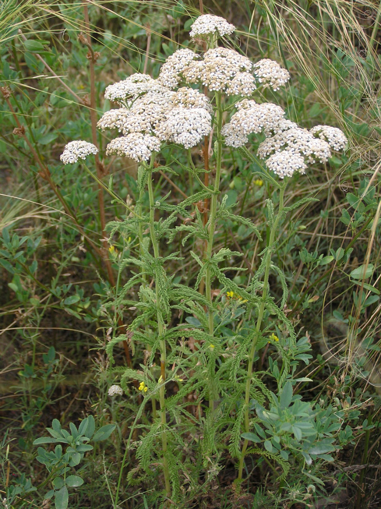 Image of Achillea setacea specimen.