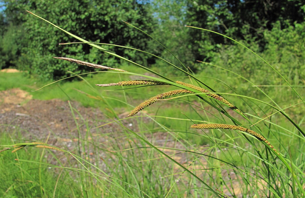 Image of Carex aquatilis specimen.