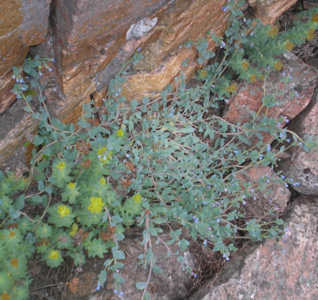 Изображение особи Mertensia maritima.