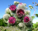 Arctium tomentosum. Цветущая, зацветающая и бутанизирующие корзинки. Чувашия, Моргаушский р-н, луг у дороги к дер. Шомиково. 12.07.2011.