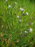 Dianthus superbus