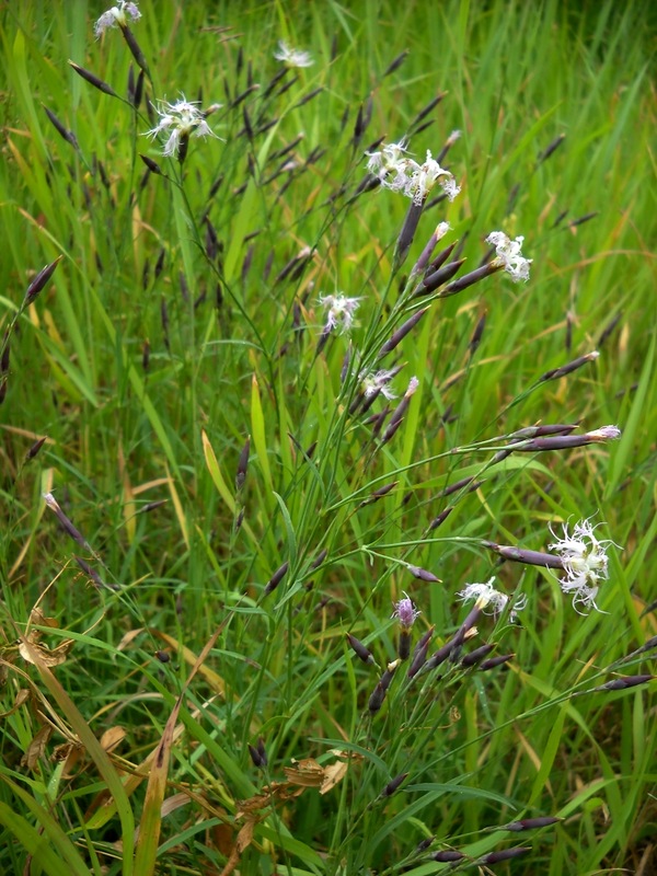 Изображение особи Dianthus superbus.