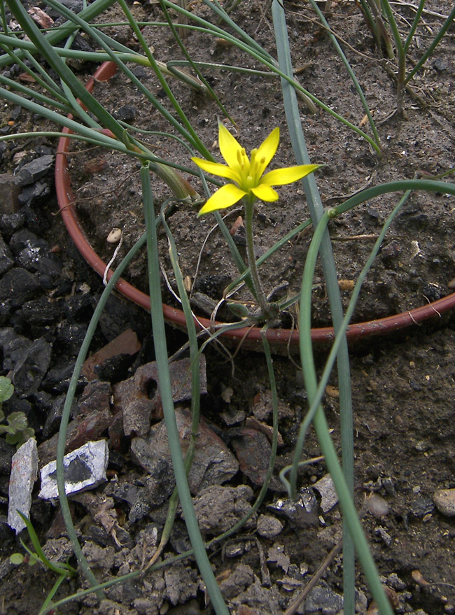 Image of Gagea alexeenkoana specimen.