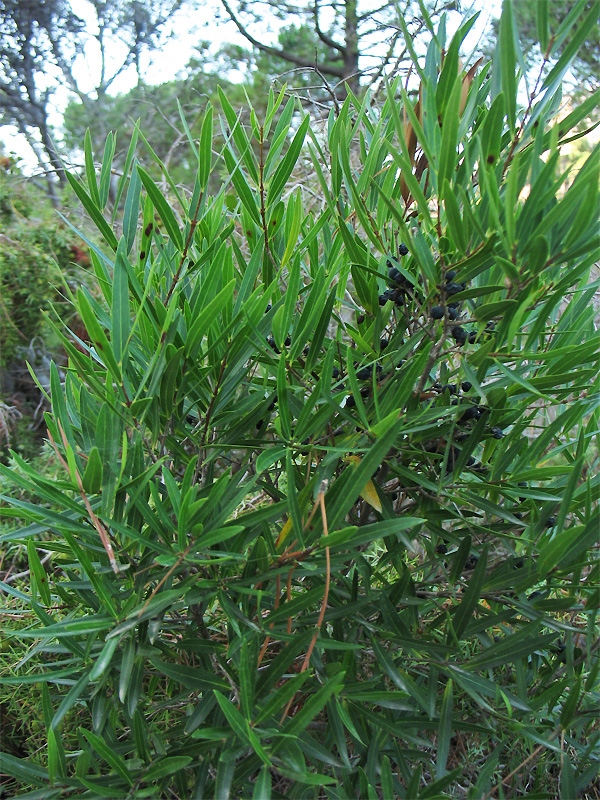 Image of Phillyrea angustifolia specimen.