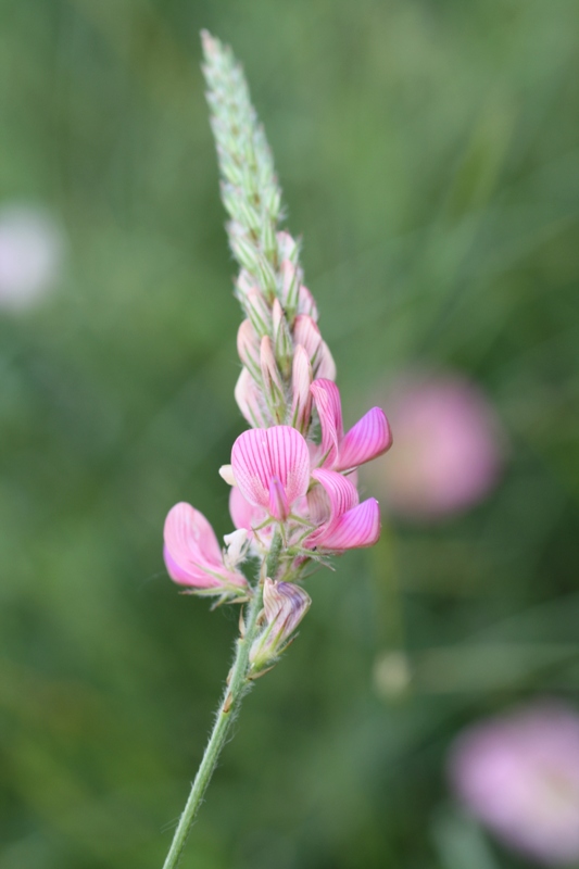 Изображение особи Onobrychis miniata.