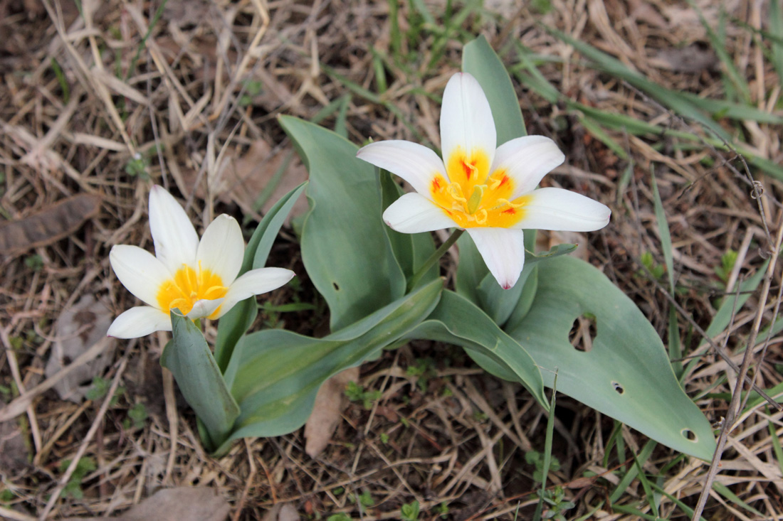 Изображение особи Tulipa kaufmanniana.