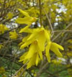 genus Forsythia