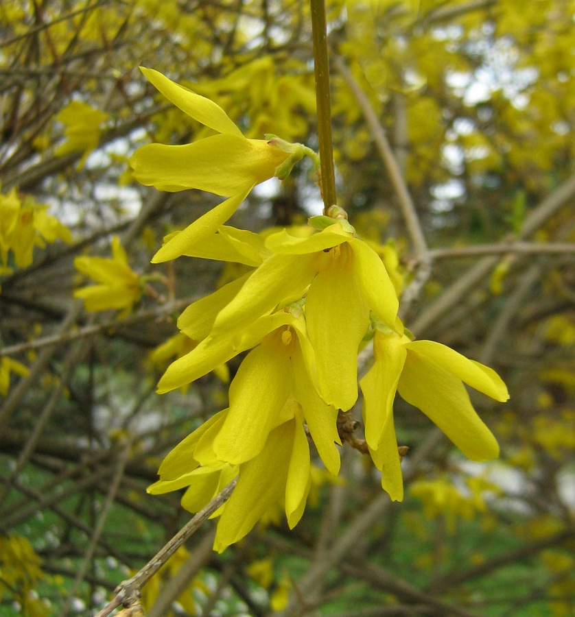 Изображение особи род Forsythia.