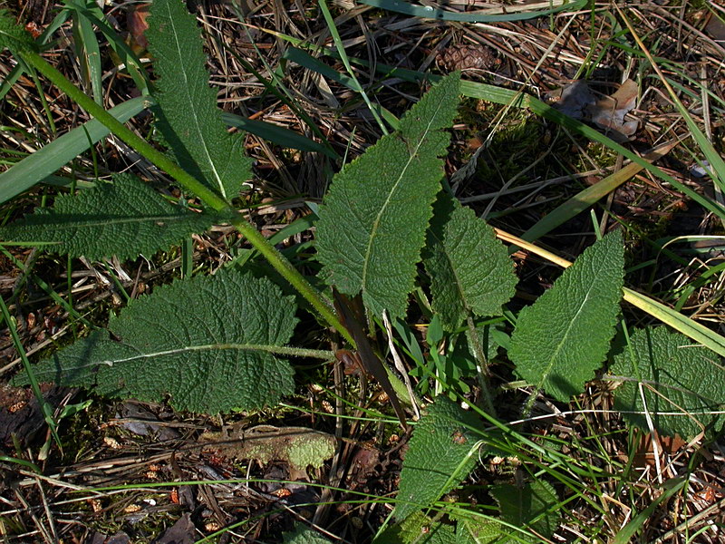 Изображение особи Salvia pratensis.
