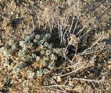 Odontarrhena borzaeana