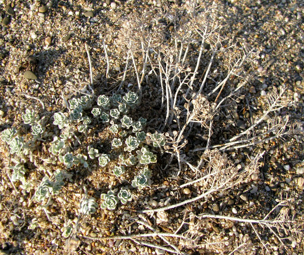 Image of Odontarrhena borzaeana specimen.