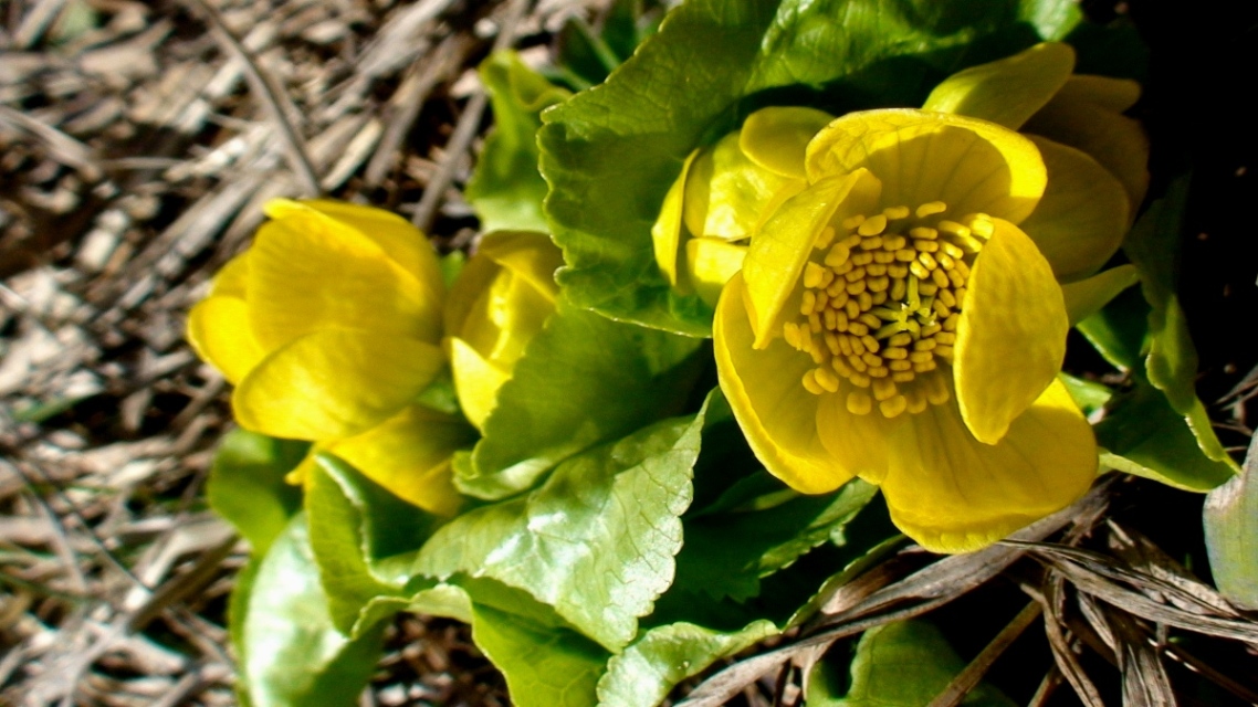 Изображение особи Caltha polypetala.